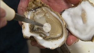 KVAL oyster pic Whiskey Creek